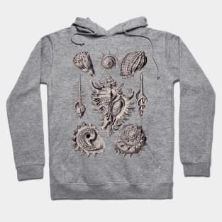 Ernst Haeckel Prosobranchia Sea Shells Aubergine Hoodie